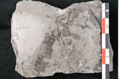 Foto (Detailansicht) von Neuropteris sp.  (NHMW-GEO-2024-0188-10701)